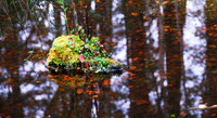 wee pond