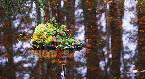 wee pond