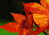 Harrison Leaf