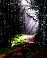 Forest Path