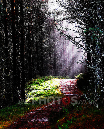 Forest Path