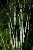 Birch Reflection