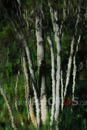 Birch Reflection