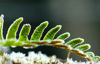 Frosty Fern