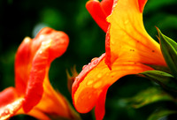 Orange French Flowers
