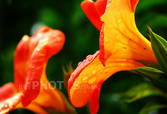 Orange French Flowers