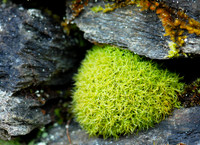 Wee moss ball