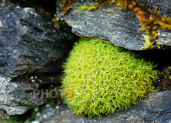 Wee moss ball