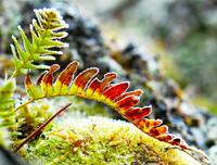 Frost Bitten ferns