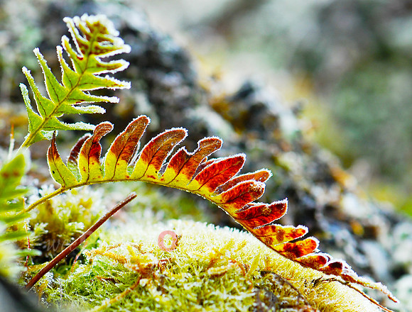 Frost Bitten ferns