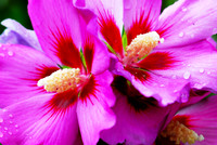Purple Flower