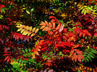 Rowan Explosion