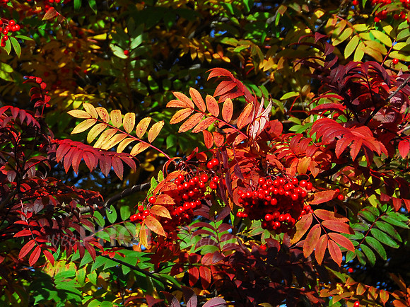 Rowan Explosion