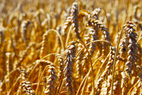 Summer Wheat