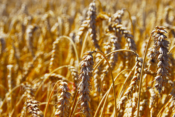 Summer Wheat