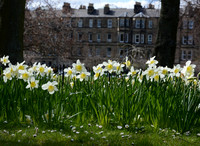 Harrison Daffodils