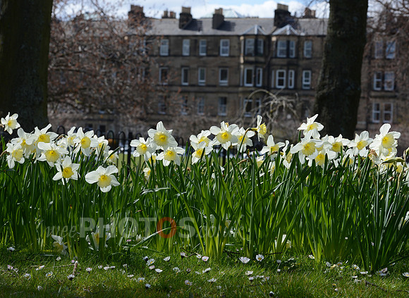 Harrison Daffodils