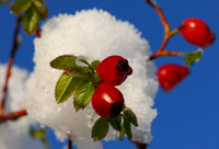 Red Berry snowballs