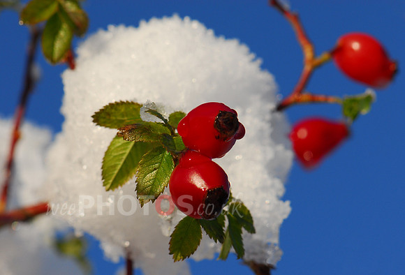 Red Berry snowballs