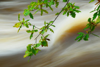 Oak on the Clyde