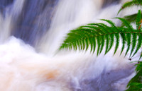 Fern at the Falls